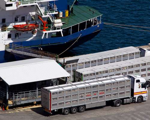 Descarga agraria y ovina puerto de Cartagena